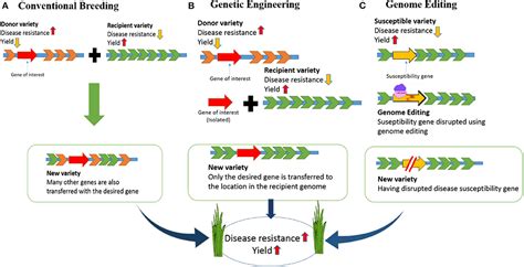 Frontiers Genome Editing Technologies For Rice Improvement Progress