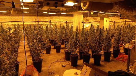 Detinguts tres homes per cultivar més de 500 plantes de marihuana en un