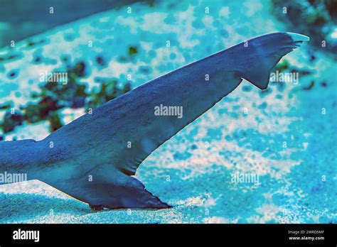 Shark Tail Underwater Photo Of A Tawny Nurse Shark Lying On Coral Reef