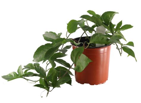 Flowerpotnursery Edible Passion Fruit Passiflora Sp Purple Fruit 1 Gallon Pot The Flower Pot