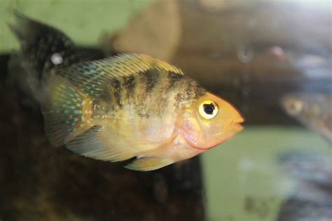 What is a persimmon Parrot? | MonsterFishKeepers.com