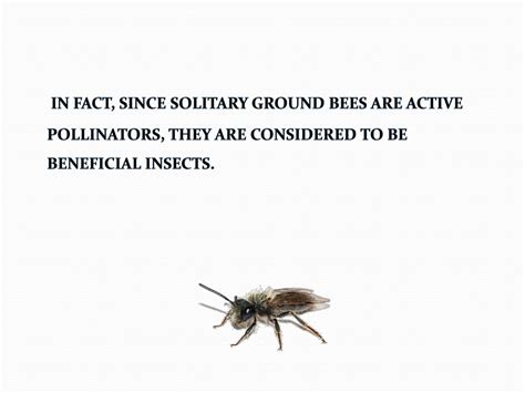 Ppt Ground Nesting Bees And Wasps Powerpoint Presentation Free