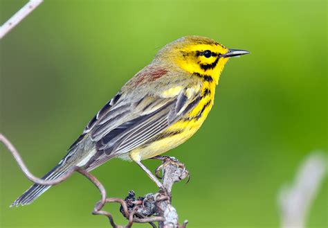 Prairie Warbler Juvenile