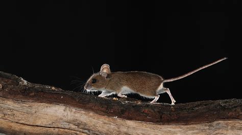 Wood mouse – Shropshire Mammal Group