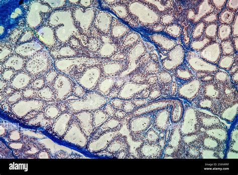 Mammary Gland Tissue Under The Microscope 100x Stock Photo Alamy