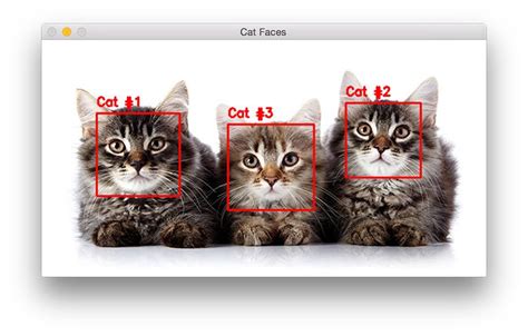 Detecting Cats In Images With Opencv Pyimagesearch