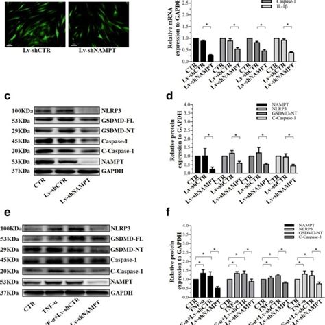 Nampt Knockdown Suppressed Nlrp3 Inflammasome Activity In Human Np