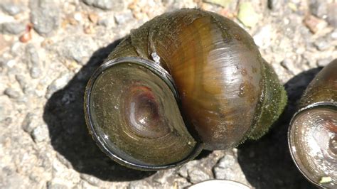 Random Bits: Adopting Wild Freshwater Snails