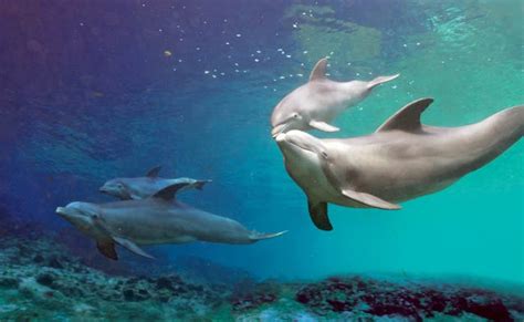 Baby Dolphins | Dolphin Quest