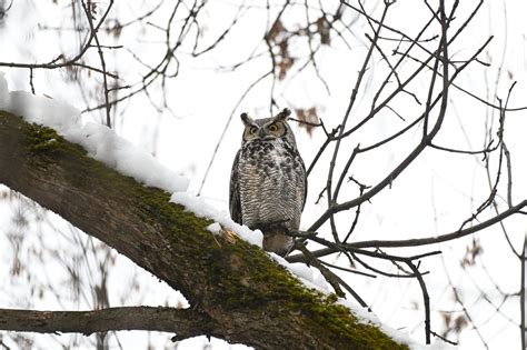 Grand duc d Amérique Great Horned Owl Bubo virginianus Flickr