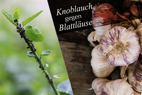 Hilft Knoblauch Gegen Blattl Use Anwendung Gegen L Use