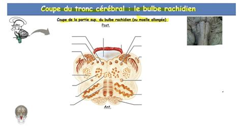 Coupe Du Tronc Cérébral Le Bulbe Rachidien Diagram Quizlet