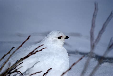 Bob's Birds and Things: Tale of a Ptarmigan