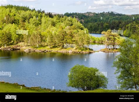 Tarn Hows A Series Of Lakes Made Into One In The Lake District