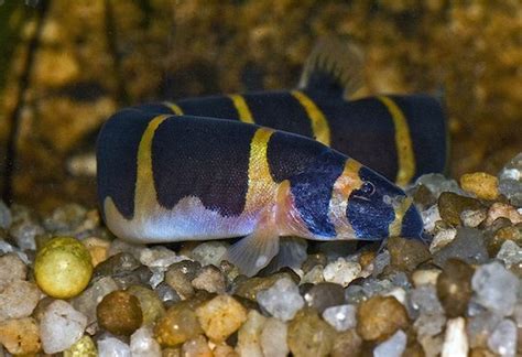 Bottom Feeder Fish: Best & Worst Types For Your Aquarium