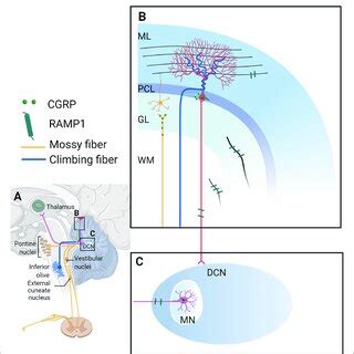 Pdf Involvement Of The Cerebellum In Migraine