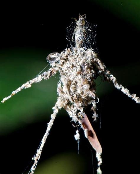 Biologist Discovers What is Believed to be New Species of Rainforest Spider | OutdoorHub