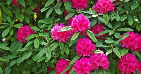 How To Grow And Care For Rhododendrons