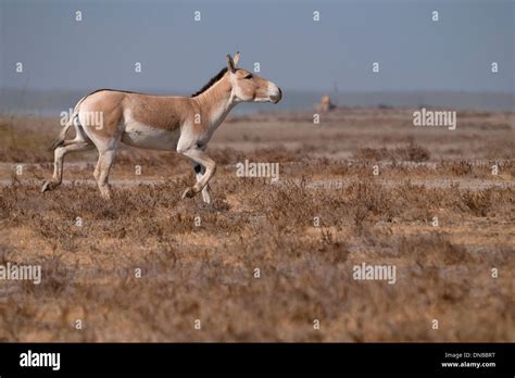 Indian Wild Ass Equus Hemionus Khur At Wild Ass Sanctuary Gujarat