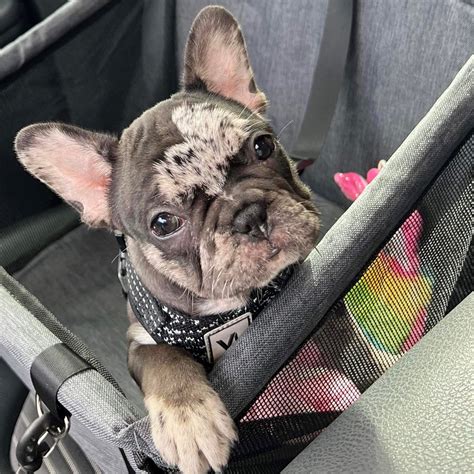 Bailey French Bulldogs - breeding family French Bulldogs for dog families.