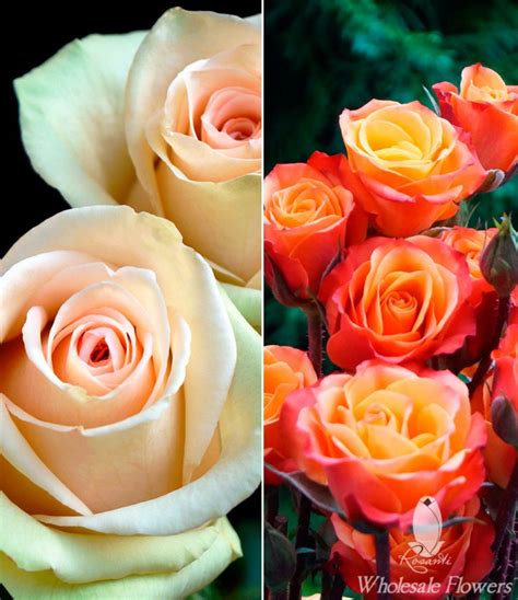 25 Cream Roses And 20 Bicolor Spray Rosanti Flowers
