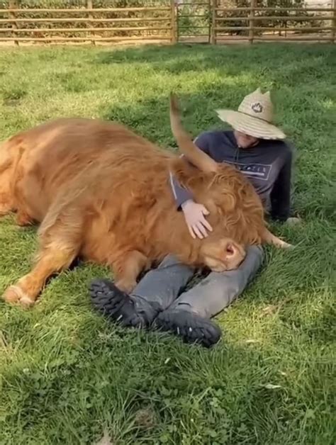 A Man Laying On The Ground Next To A Brown Cow
