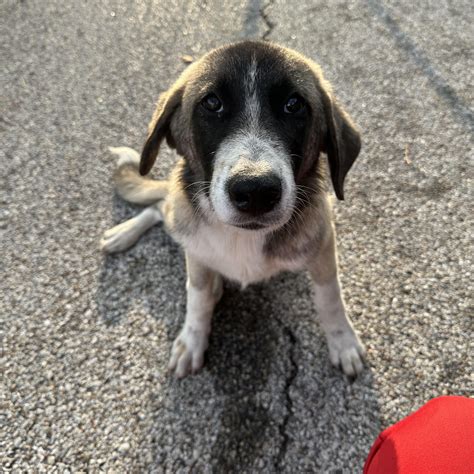 Dog for adoption - Buffy, an Anatolian Shepherd Mix in Cedar City, UT