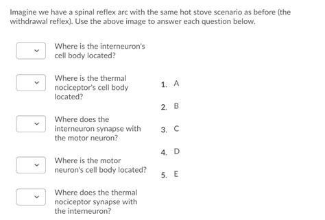 Solved Dorsal root (sensory) Dorsal root ganglion Dorsal | Chegg.com 