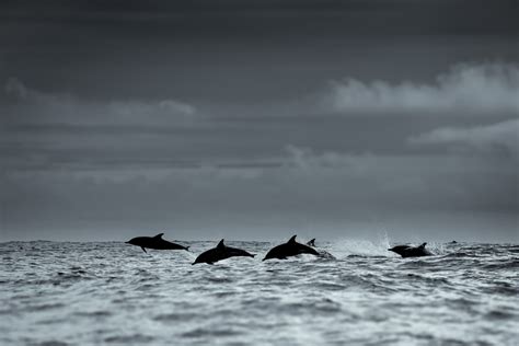 Ghost Of The Sea George Karbus Photography