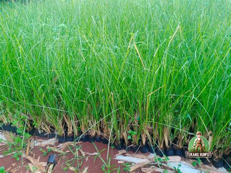 Jual Rumput Vetiver Akar Wangi Solusi Erosi Tukang Rumput