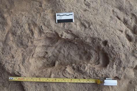 Ancient Footprints To Tiny Vampires 8 Rare And Unusual Fossils Live Science