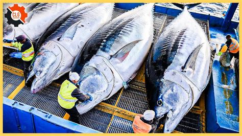 Tuna Fishermen - How Fishermen Use To Catch Millions Of Tuna For Meat ...