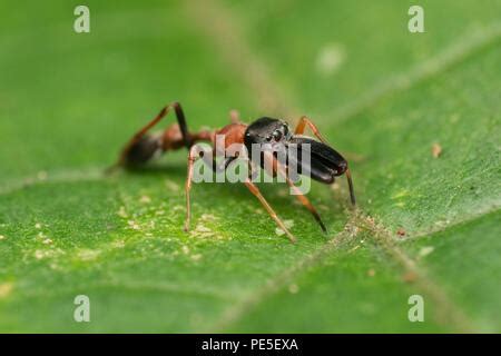 Ant Mimic Spider Myrmarachne Sp Salticidae Bangalore India Stock