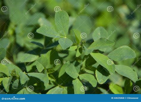 Alfalfa Leaves Stock Photo Image Of Farming Agriculture 44635868