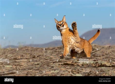 Caracal Caracal Jumping Hi Res Stock Photography And Images Alamy