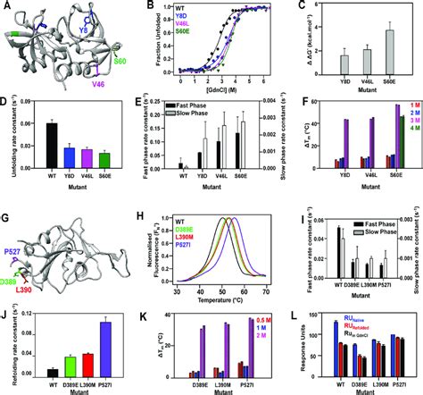 Enhancement In Protein Stability By Highly Stable Suppressor Mutations