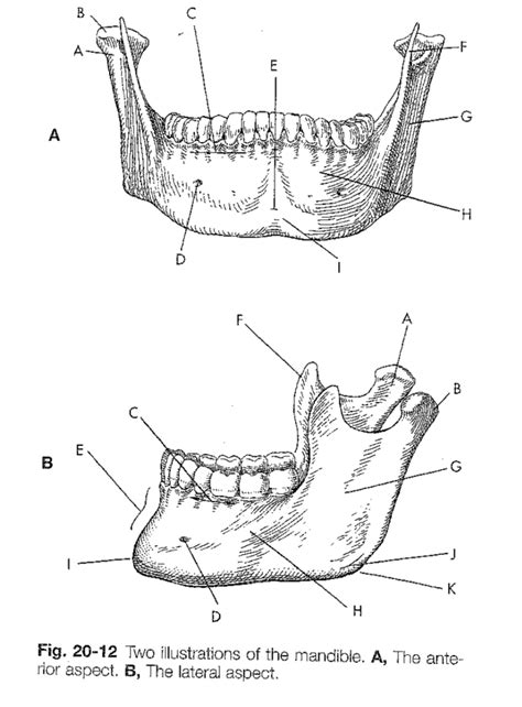 Mandible TMJ Diagram Quizlet