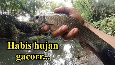 Mancing Ikan Melem Dengan Umpan Cadar Gacor TKM78 YouTube