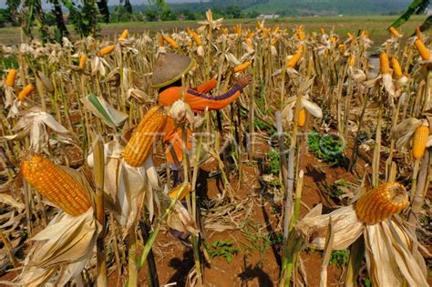 Produksi Jagung Nasional Meningkat Antara Foto