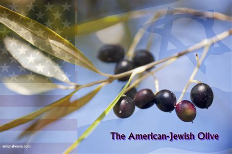 The American Jewish Olive