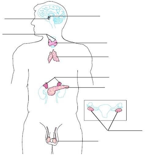 Endocrine System Diagram Quizlet