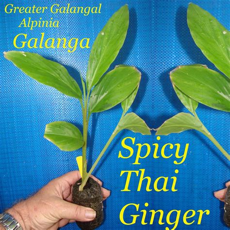 Polynesian Produce Stand Hot Spicy Thai Ginger Alpinia Galanga