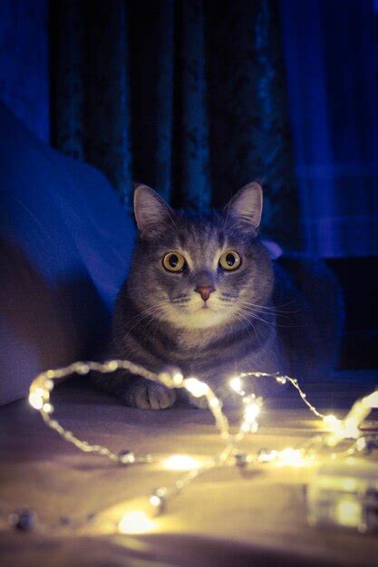 Retrato De Un Gato Sentado En El Suelo Foto Premium