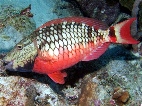 Stoplight Parrotfish Sparisoma Viride Bonaire Photo 14 Tropical