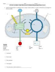 Study Guide Photosynthesis Docx Name Date Period STUDY GUIDE FOR