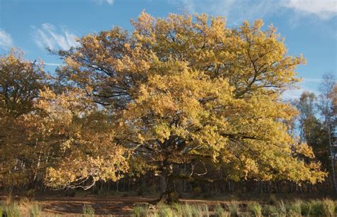 La Quercia E I Suoi Abitanti Ecoturismonline