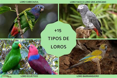 Tipos De Loros Conoce Las Especies De Aves Pertenecientes A La Familia