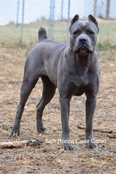 Blue Cane Corso Italiano