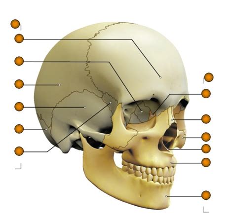 Diagram of Os de la tête Source CEMEQ Quizlet