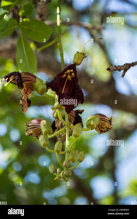 Flowers of the sausage tree Stock Photo - Alamy